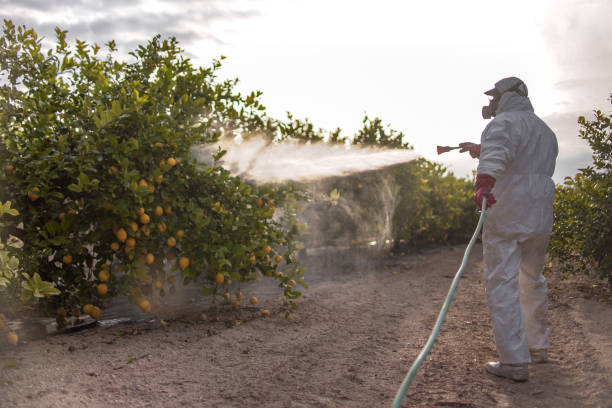 Best Insect Control  in Wallingford Center, CT