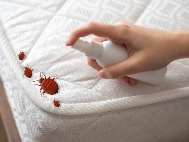 Best Termite Control Services  in Wallingford Center, CT