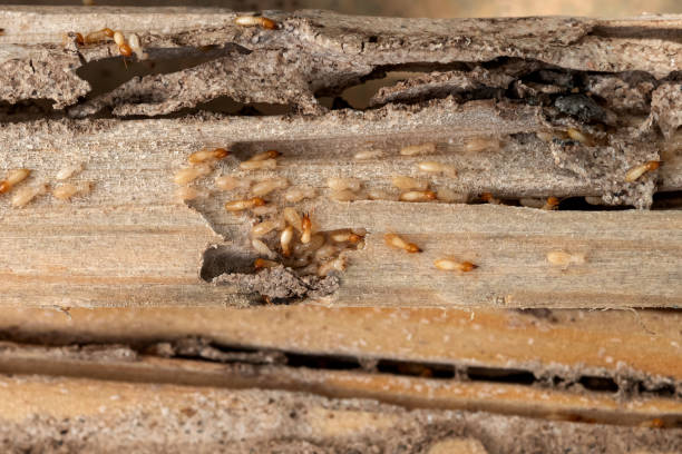 Best Ant Control Services  in Wallingford Center, CT