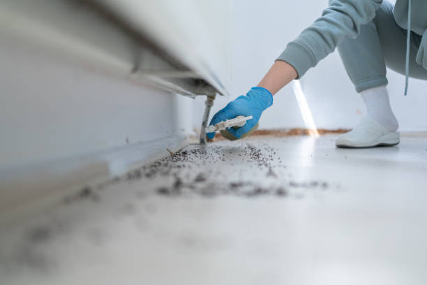 Best Pest Control Near Me  in Wallingford Center, CT